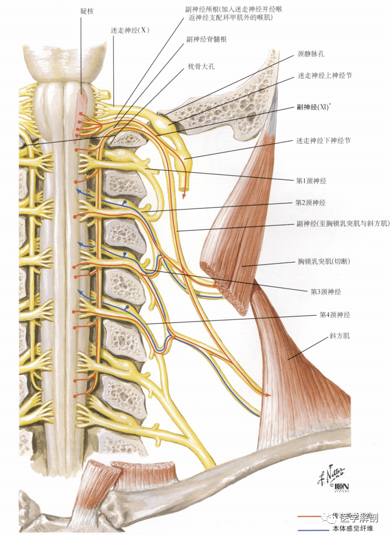 临床笔记 | 周围神经系统解剖——脑神经(一)