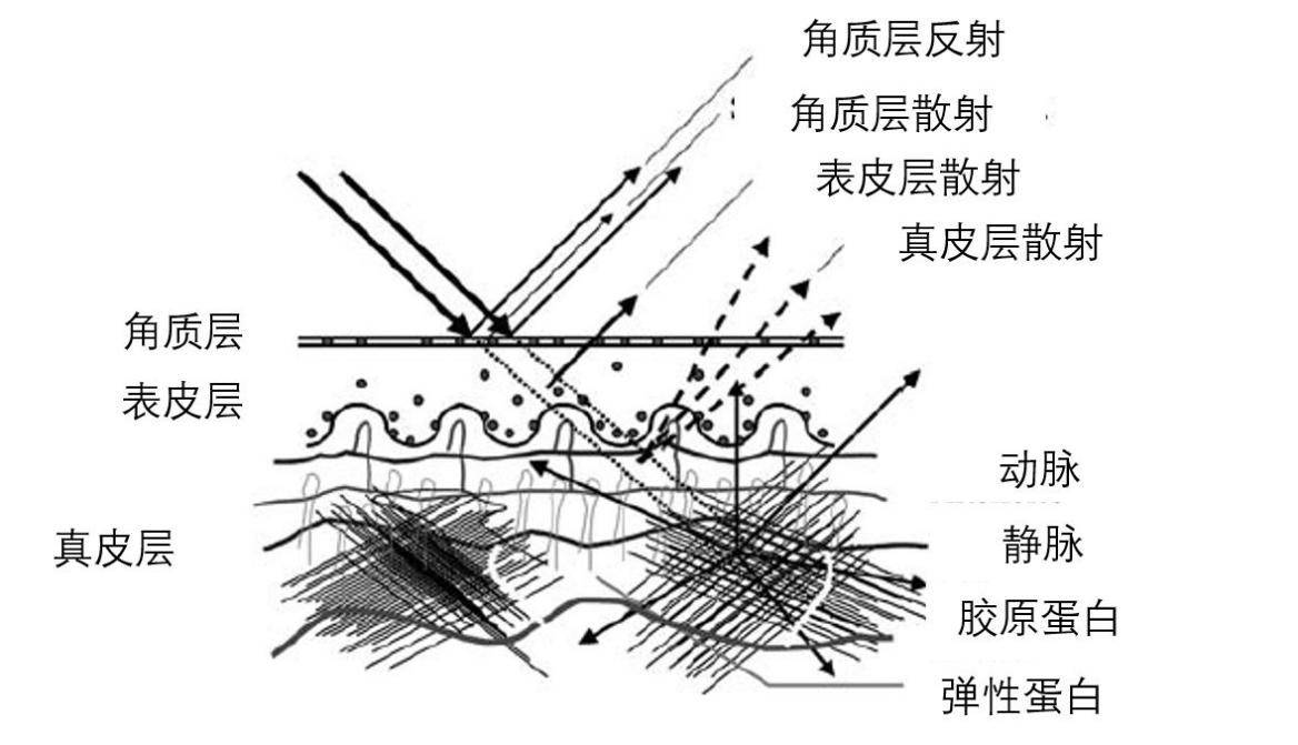 肤质|了解自己的肤质，少花冤枉钱