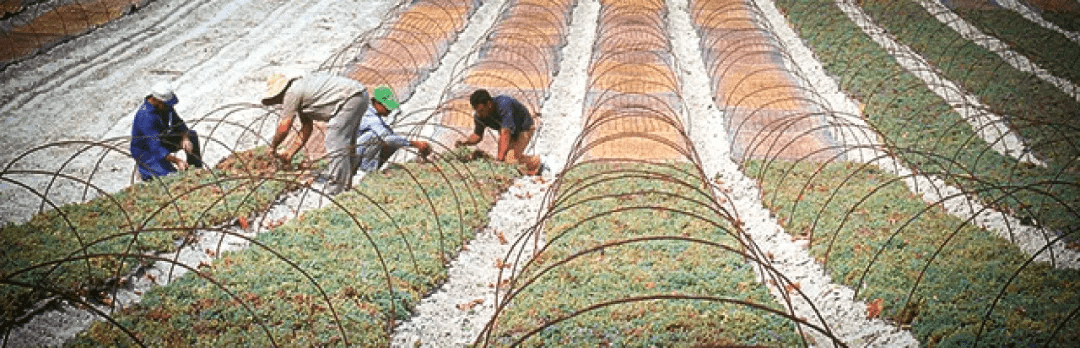 方法|别卡速：格鲁吉亚葡萄酒品酒师课程（十一）