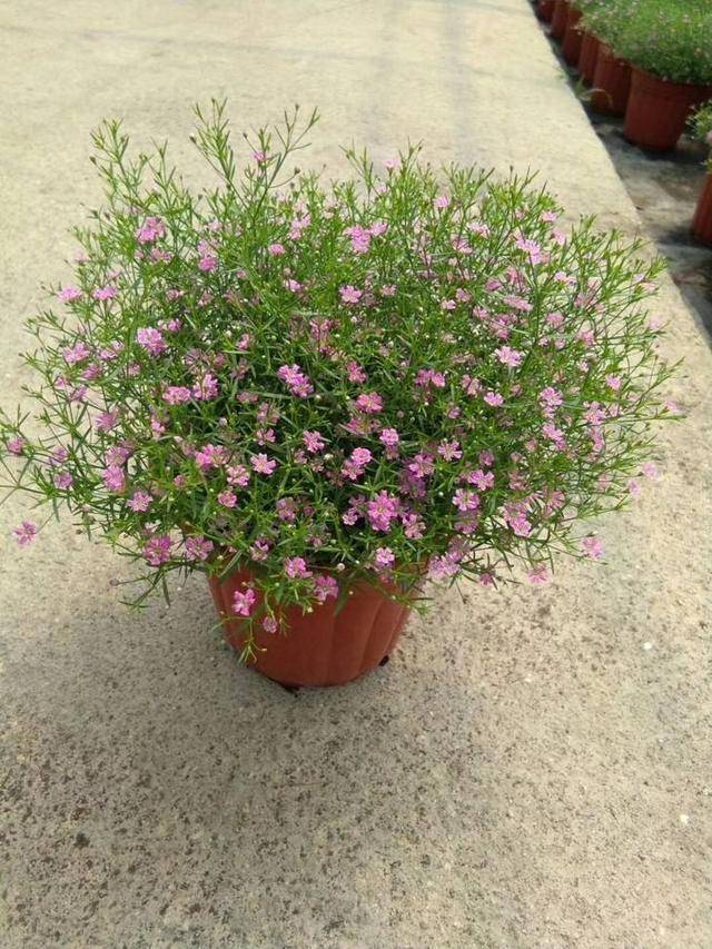 原创新鲜的满天星比干花更漂亮还能散发淡淡清香养一盆全是小花