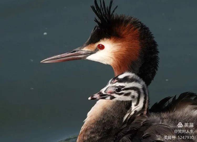 鳥頭∈(・ө・)∋出品 凤头䴙鷉，故事最多的鸟_潜水