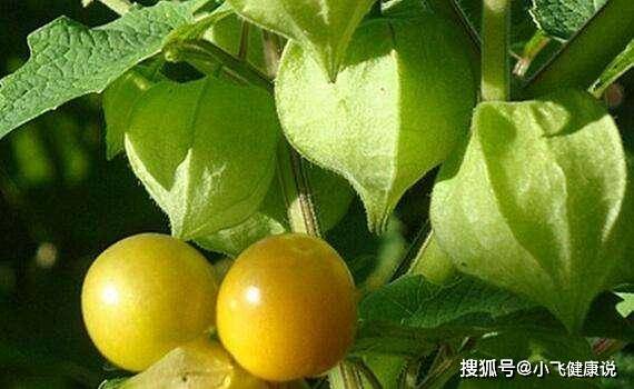 保健|此野果，我们小看它了当做是零食，殊不知它可以美容养颜，抗衰老