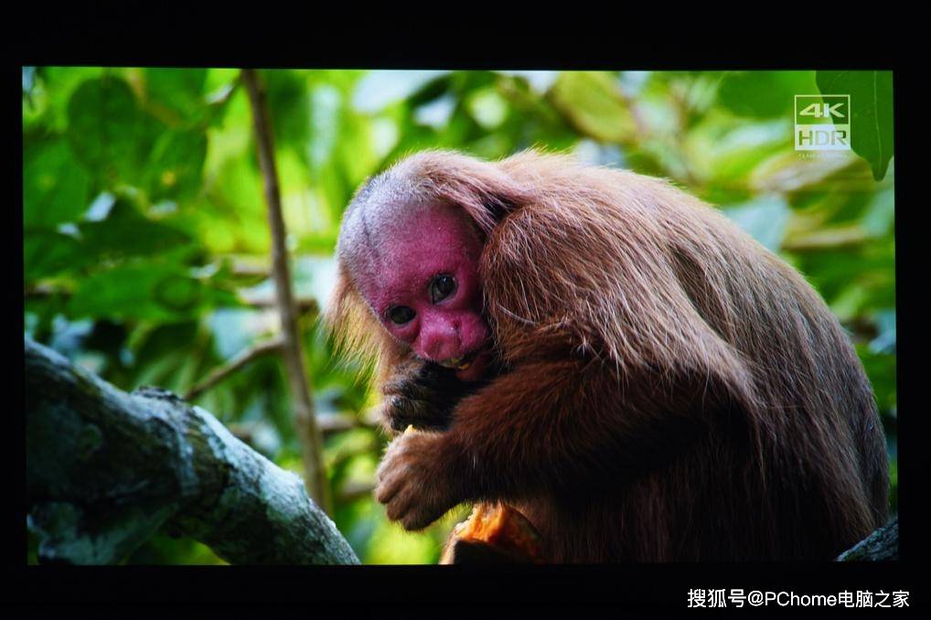 激光|激光电视哪家强 峰米C2 vs 海信75L9D