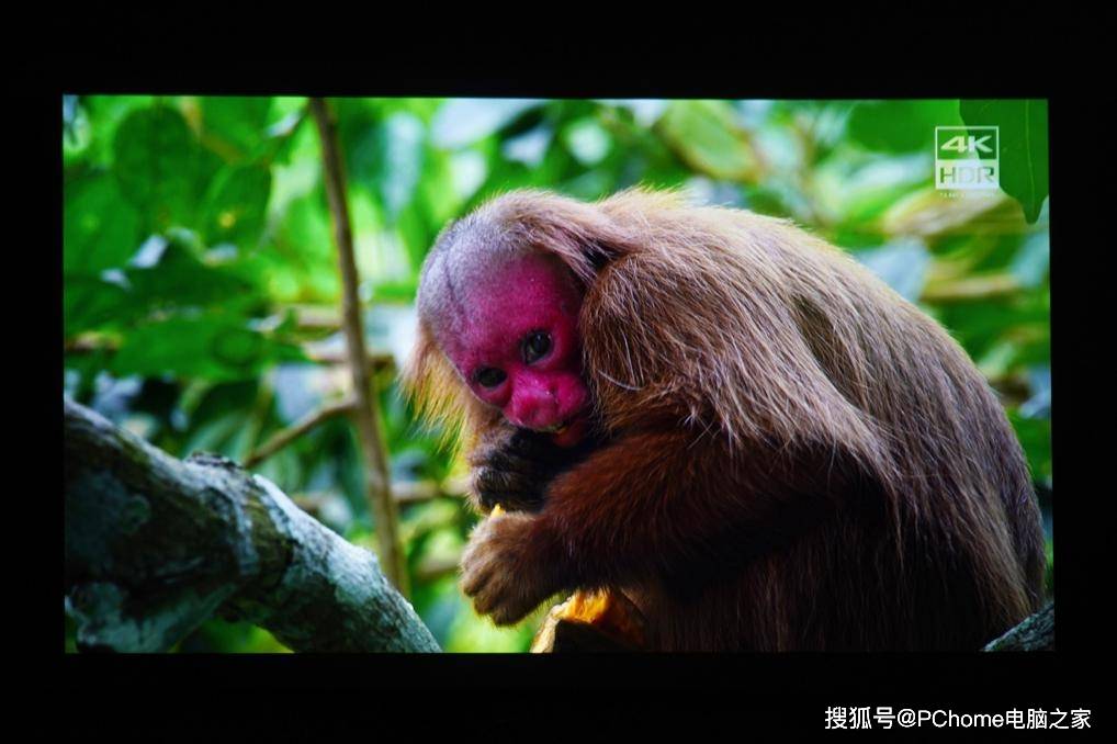 激光|激光电视哪家强 峰米C2 vs 海信75L9D