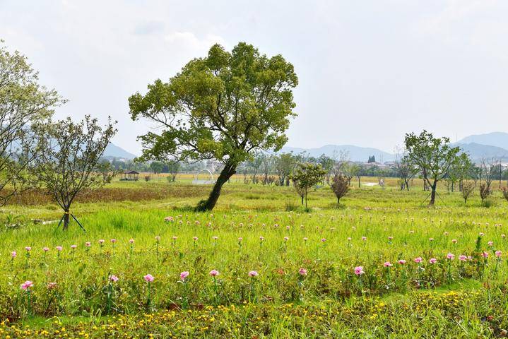 高岭村花海，成了热门的拍照打卡地，多彩花艺、粉彩花田、颜色釉花谷、青花岭