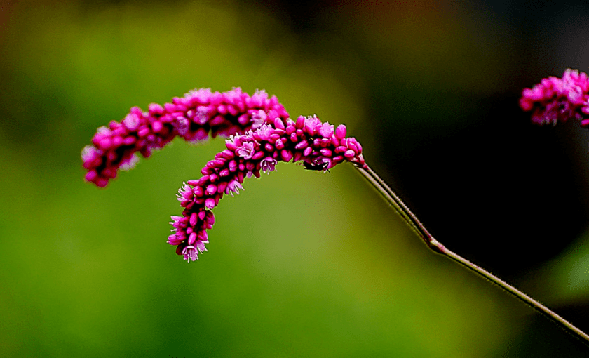 诗词鉴赏 红蓼花繁 十首有关红蓼的诗词 随风摇曳 惹人喜爱 文化 启尚论坛