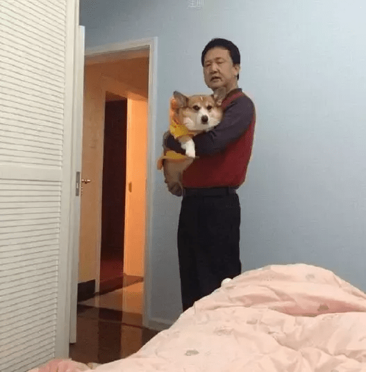 宠物|爸妈自从养了柯基以后，就当没我这个亲生的了