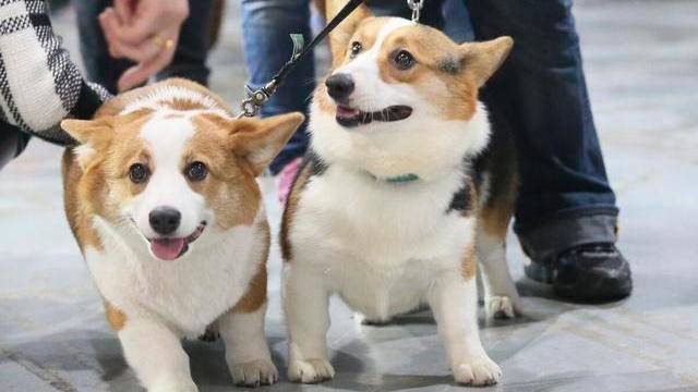 什么|“小短腿”柯基犬的几个优缺点，看完你还想养吗？