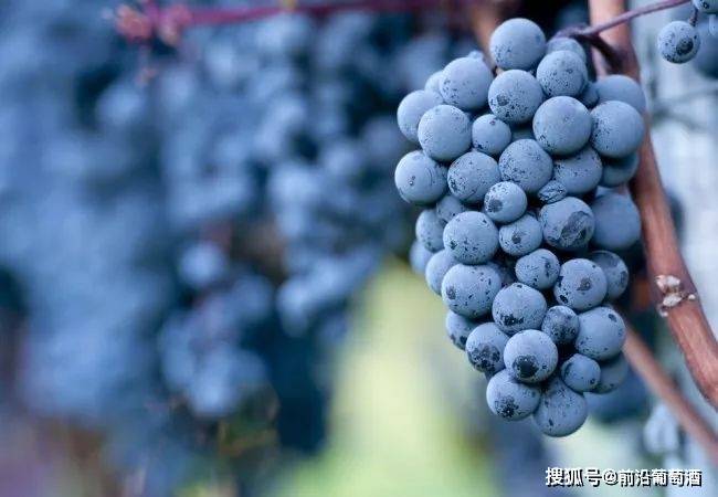 方法|不同品种的红葡萄酒的品尝和比较方法,品鉴葡萄酒进阶!
