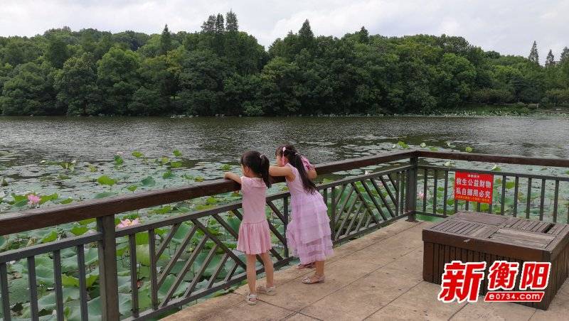 “立秋”过后，衡阳市南湖公园上百亩荷池宛如水墨画卷！