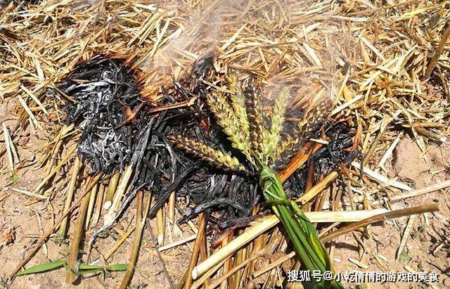 麦香|5月，又到烧麦穗吃的季节，这种童年的美食，你多久没吃了？
