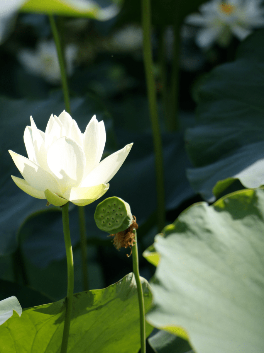 荷花|绝美！西京学院荷花绽放！