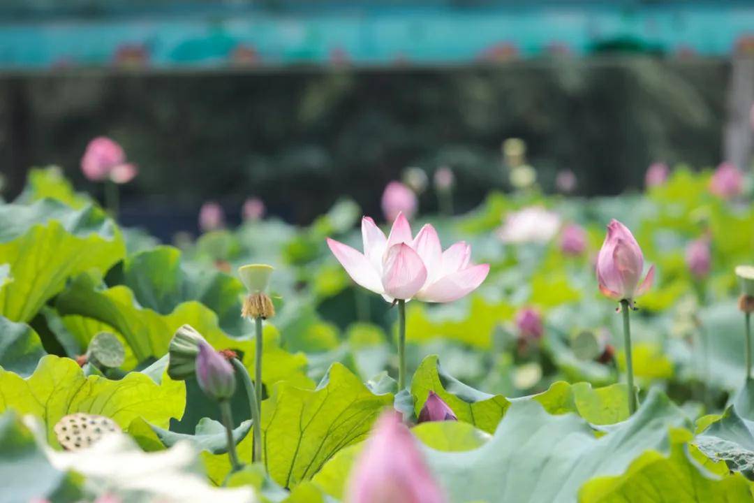 荷花|绝美！西京学院荷花绽放！