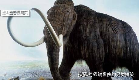 只见视频中竟然有活着的猛犸象在活动