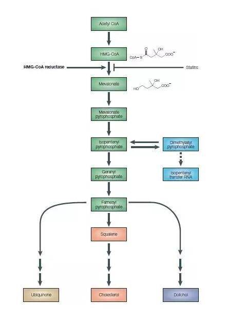 合成|他汀最新进展:服用者患癌风险降低16%,可以通过吃药防癌了?