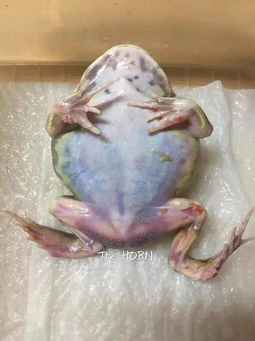 牛蛙跑狗彩图牛蛙网_牛蛙照片_鲜牛蛙和冷冻牛蛙区别