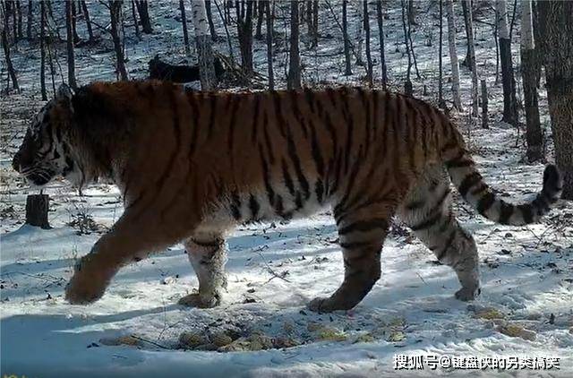 乌鸦|长白山又出现一只东北虎，闻了闻地上的玉米，赶紧去追野猪