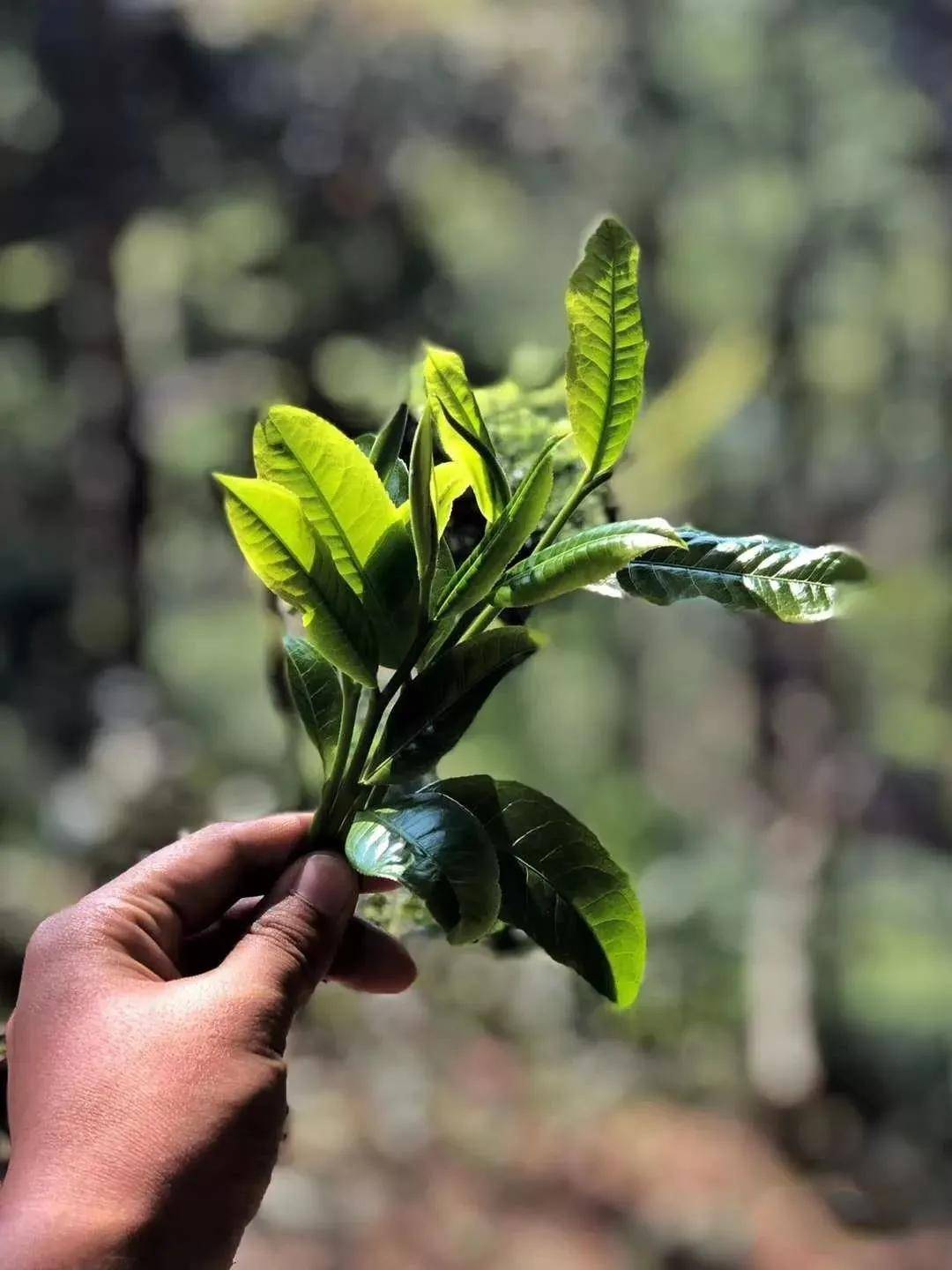 干货分享勐海南糯古茶石头寨普洱茶口感特点