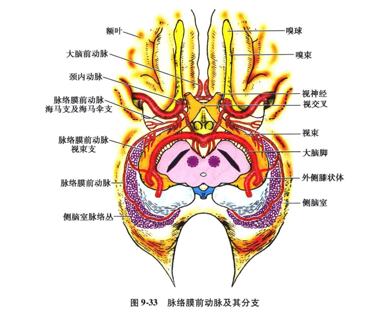 中樞神經系統疾病定位診斷圖解腦血管非常詳細值得收藏