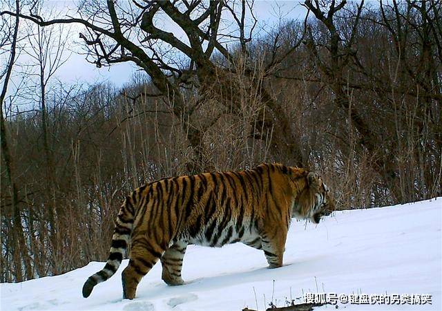 乌鸦|长白山又出现一只东北虎，闻了闻地上的玉米，赶紧去追野猪