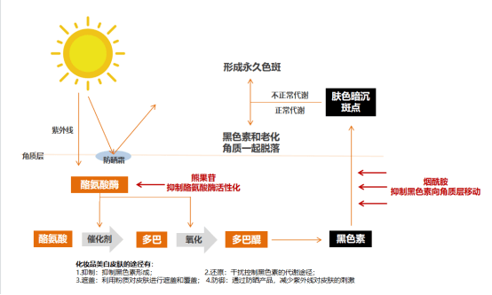 秘密|深入解读希芸臻白系列，带你走进美白的秘密