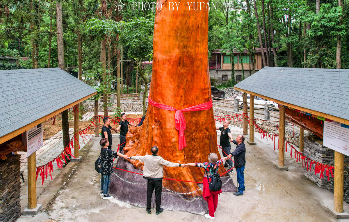 无价之宝|贵州深山发现4300年金丝楠木，惜遭雷击渡劫失败，如今成无价之宝