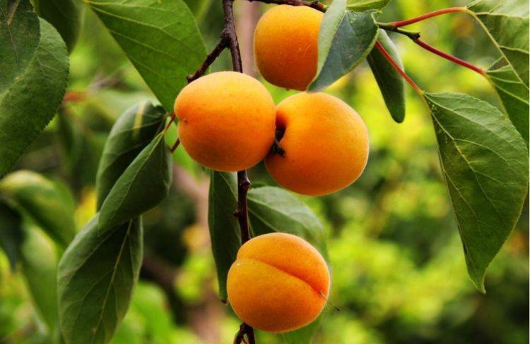 又到五月麦黄杏黄时 酸中带甜的杏营养高 常吃还能预防肠道疾病 食用