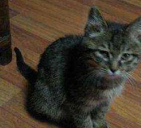 什么|主人把兔子和猫放在一起，10分钟后悲剧发生：不可以吃兔兔！