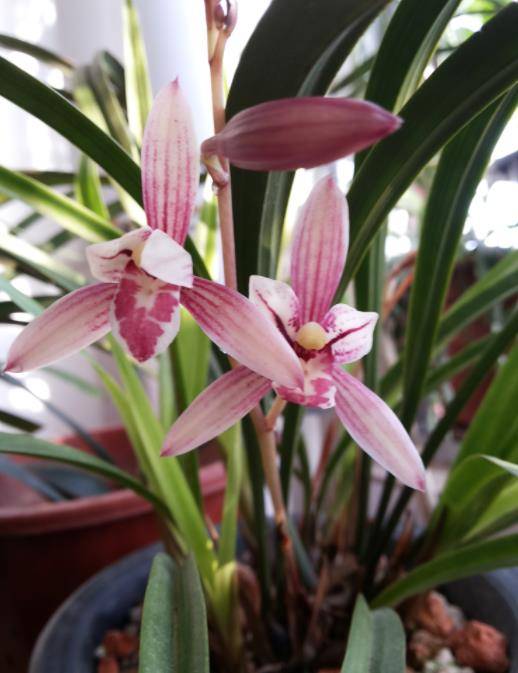 市长红可谓是纯纯正正的兰花花色迷人香味清新值得你入手