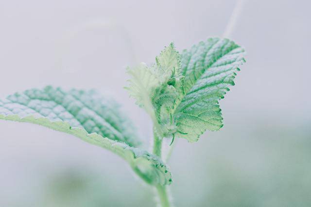 绿叶是什么呀 c4aba273d914433f82e907da45d5ecd1.jpeg