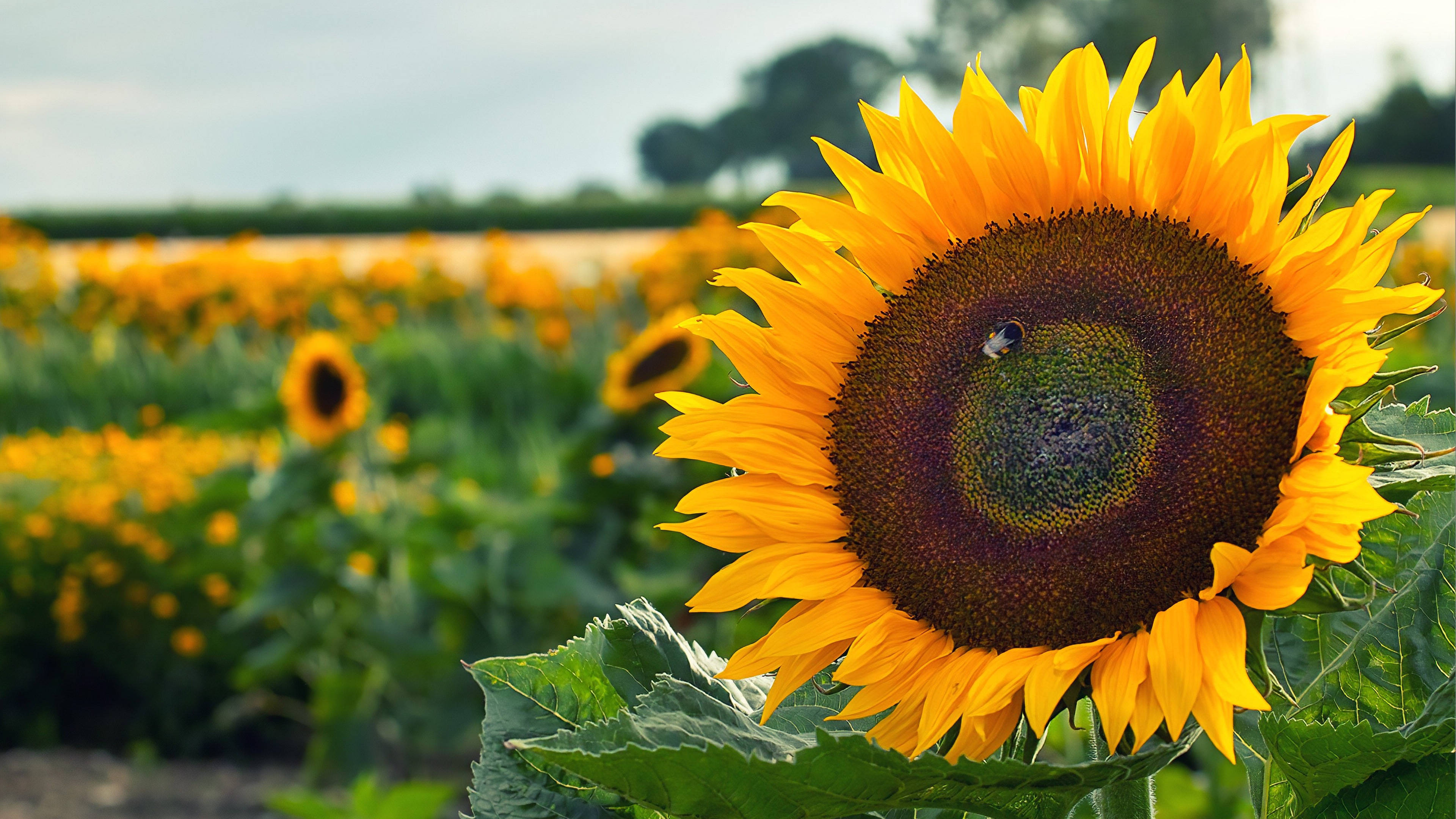 凌宇中国现代文学史笔记及课后题答案