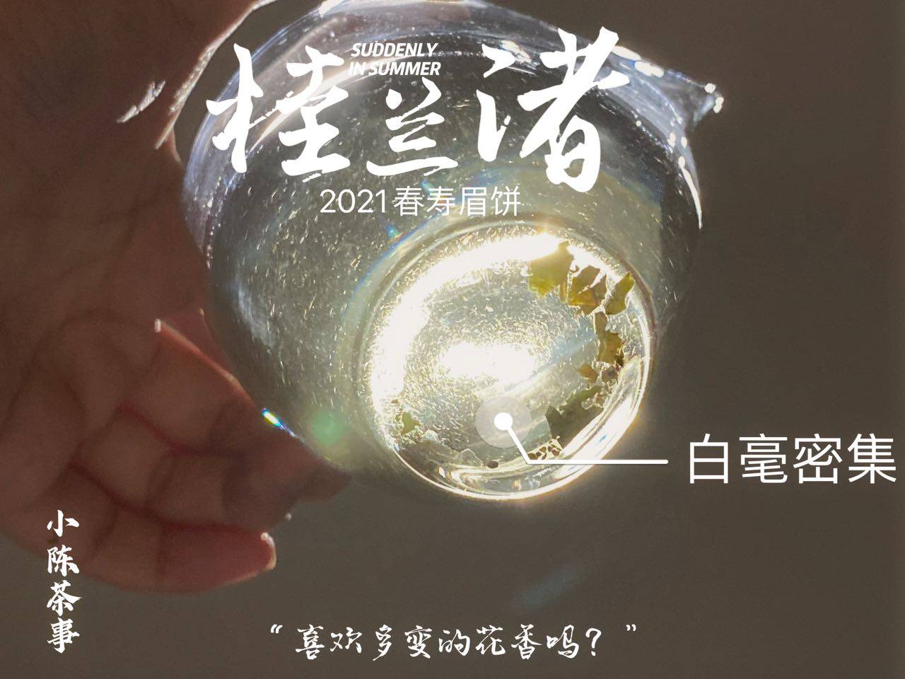 养分|长期收藏白茶，选散茶还是饼茶？两者的转化速度有快慢之分吗？