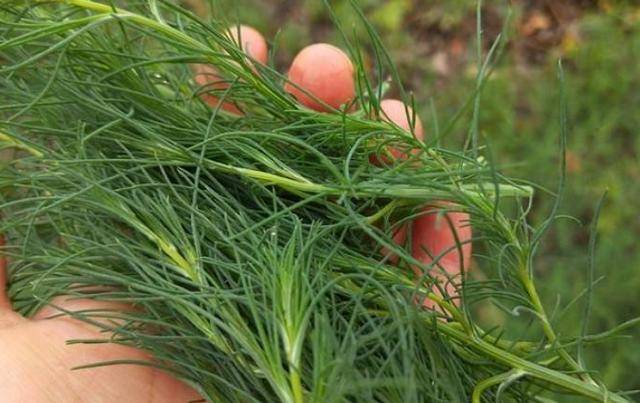 这野菜的名字让人倒胃口,味道却是真的香,很少人吃过,错过可惜