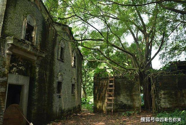广东珠三角知名古村，变成无人居住的神秘荒村，树根爬满墙壁