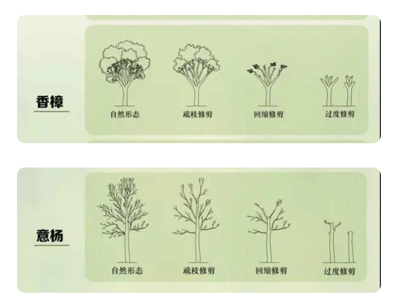 树的生命历程示意图图片