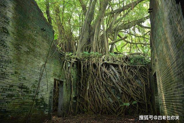广东珠三角知名古村，变成无人居住的神秘荒村，树根爬满墙壁