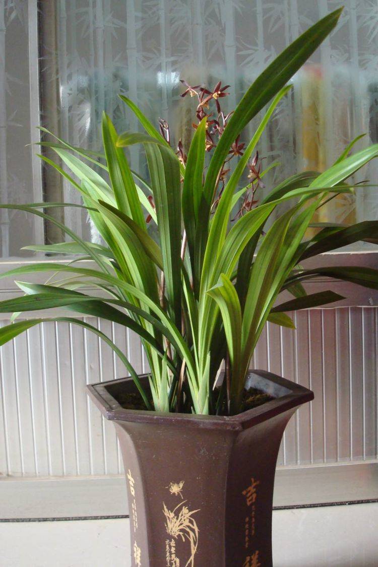 这3种花八月底重点养护 多观察叶片根系状态 不然很难活到九月 叶子长