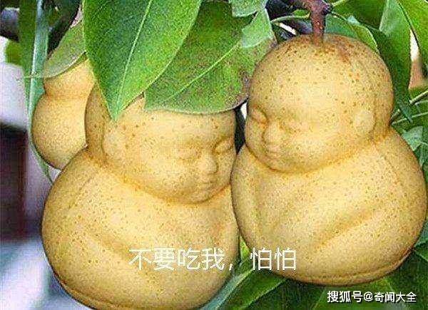 吃什么药不能吃鸭梨 8ad10c4c7eee4c6386d87ac33c7a747c.jpeg