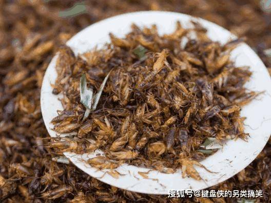 肠道|为什么总有人爱吃昆虫？专家研究发现，其营养价值难以预估