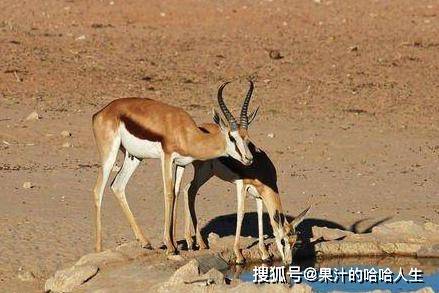 地球生物存在的意义，就是繁衍后代？为何无法实现永生？