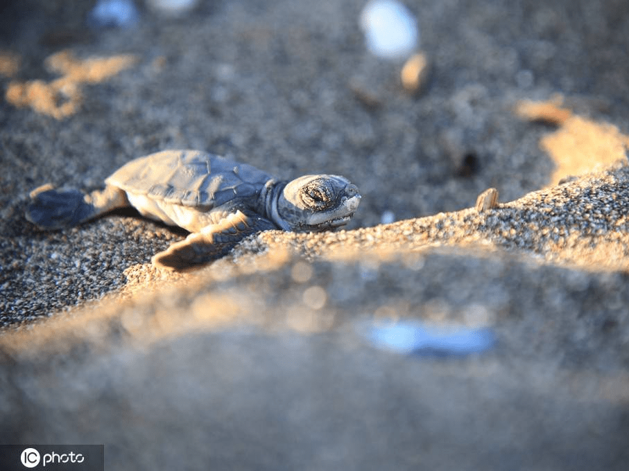 土耳其海龟宝宝刚被孵出 奋力前行爬向大海