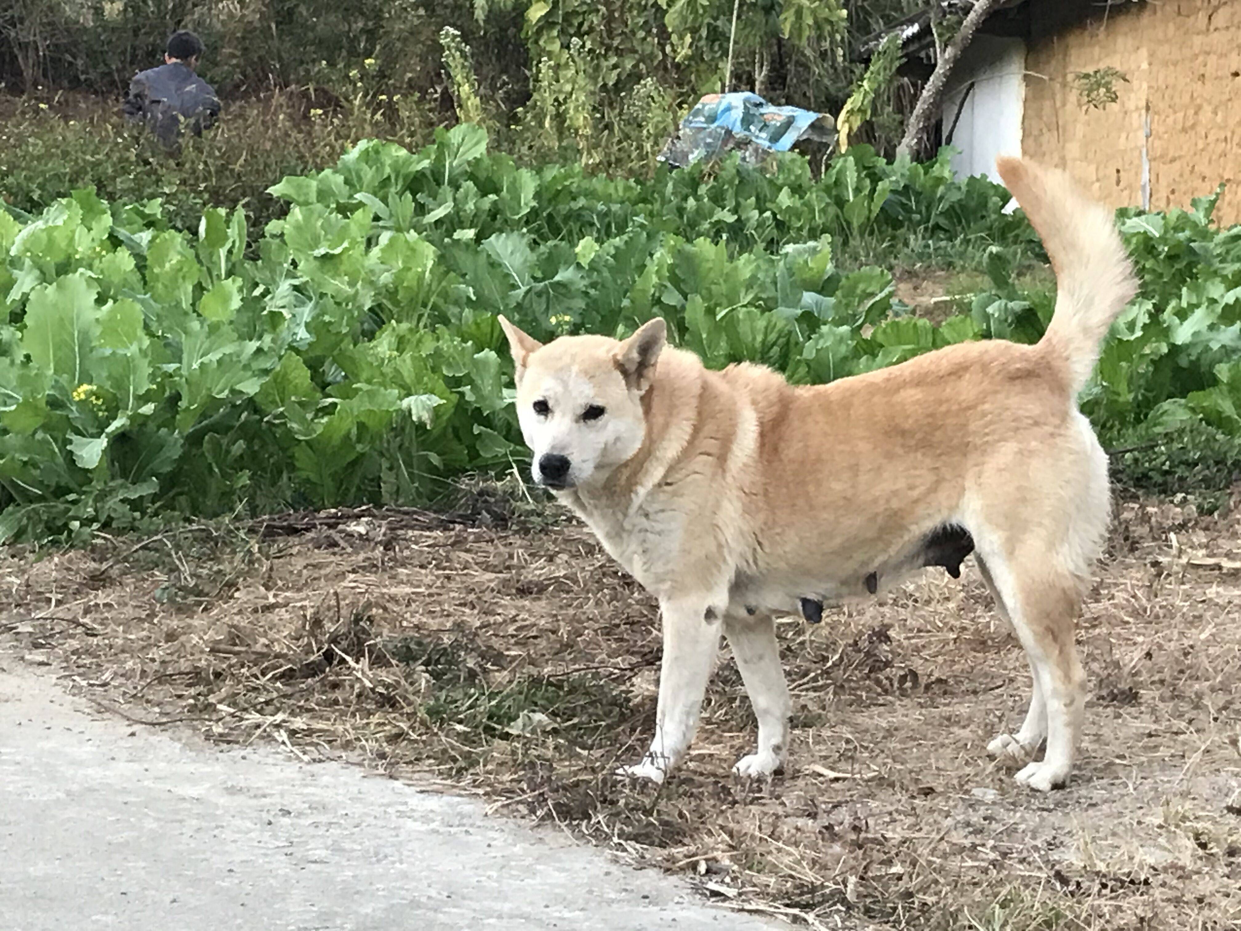 土狗自繁自育图片