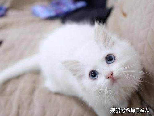 独立|6种寿命长的猫咪，推荐给喜欢养猫的人！