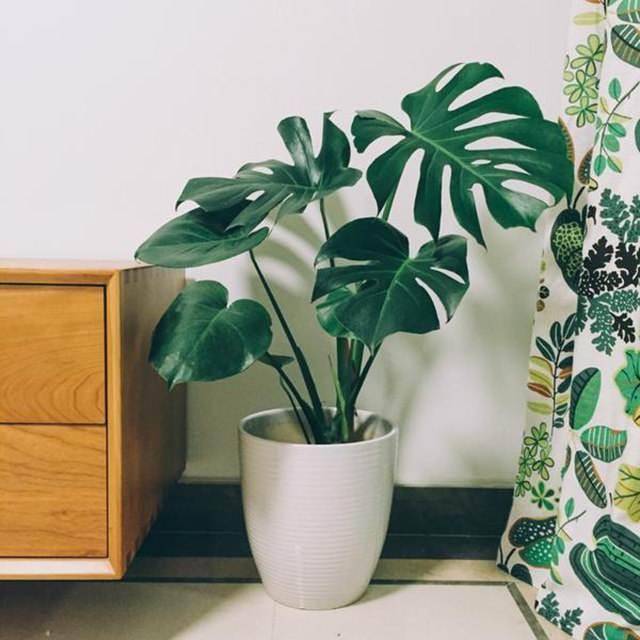 龟背竹怎么不开背了 42ff0e540e024620b37cd23cdb434c1a.jpeg