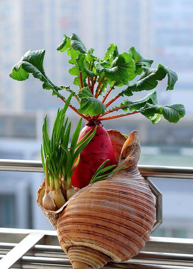 趣味养花丨这菜北方过年最爱囤着吃 把它放水里 长出耐看小盆栽 花友