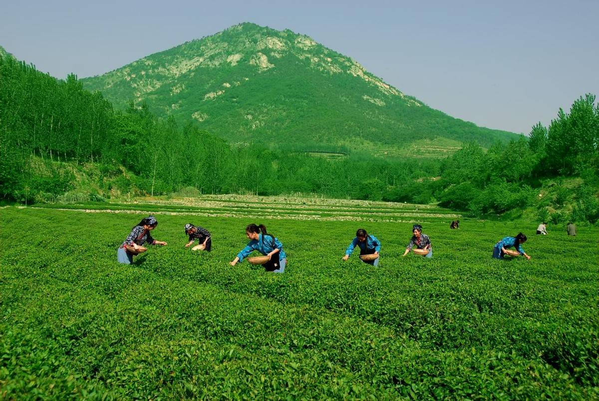诸城绿茶:一枝一叶总关情