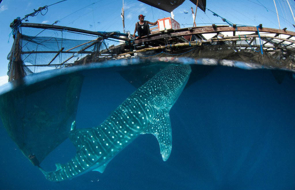 鲸鲨现身大连獐子岛，世界上最大的鱼，为何却只在指定地点聚集？