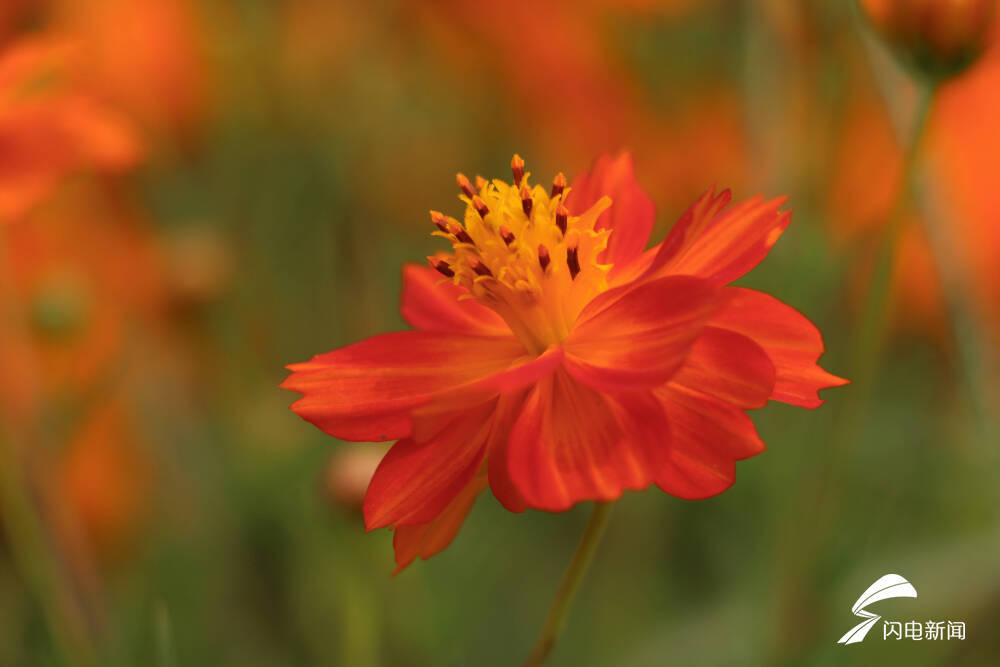 波斯菊|满眼橙黄 花舞馨香与灵动的济南撞了个满怀