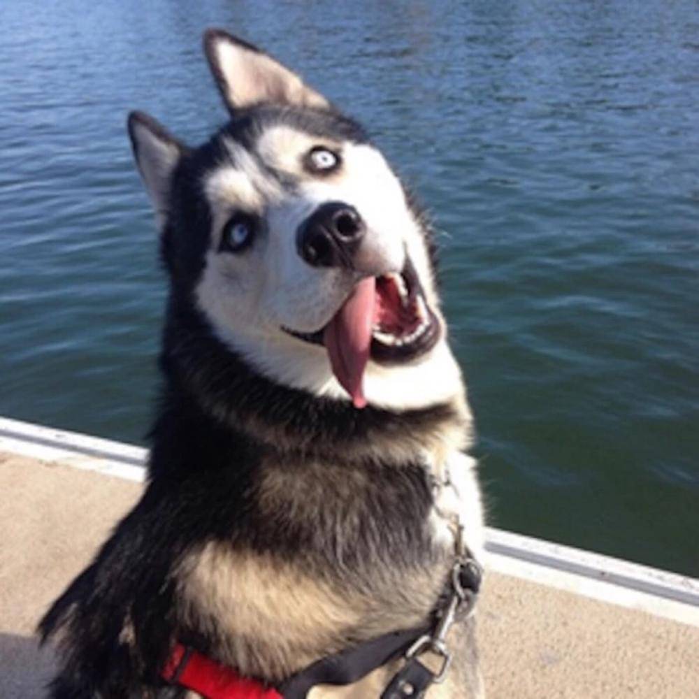 哈士奇偷吃主人的榴莲, 几分钟后主人没急, 二哈急了!_狗狗