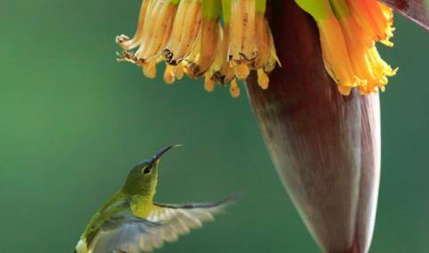 提个醒 在路边遇见这种花 一定要拔回家 现在知道还不晚 芭蕉
